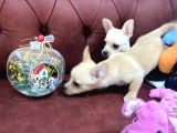 Show Kalite Dişi Tea Cup Chihuahua Yavrularımız