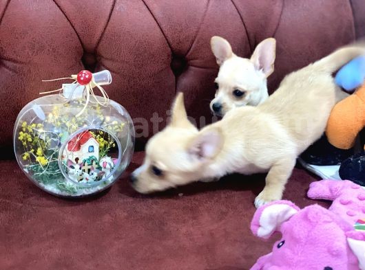 Show Kalite Dişi Tea Cup Chihuahua Yavrularımız görsel