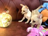 Show Kalite Dişi Tea Cup Chihuahua Yavrularımız