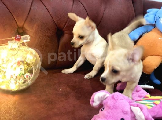 Show Kalite Dişi Tea Cup Chihuahua Yavrularımız görsel