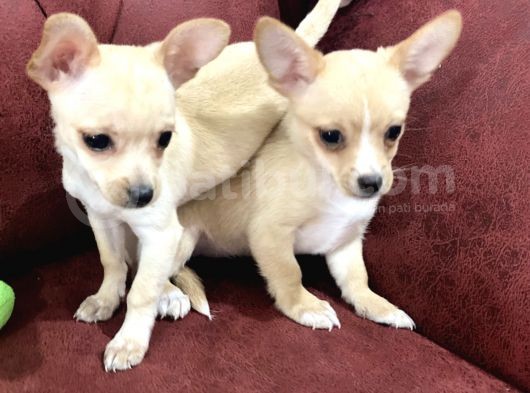 Show Kalite Dişi Tea Cup Chihuahua Yavrularımız görsel