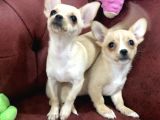 Show Kalite Dişi Tea Cup Chihuahua Yavrularımız