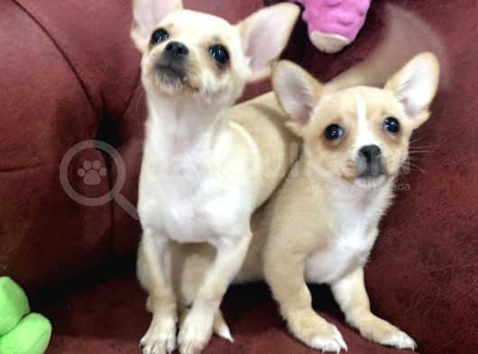 Show Kalite Dişi Tea Cup Chihuahua Yavrularımız görsel