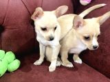Show Kalite Dişi Tea Cup Chihuahua Yavrularımız