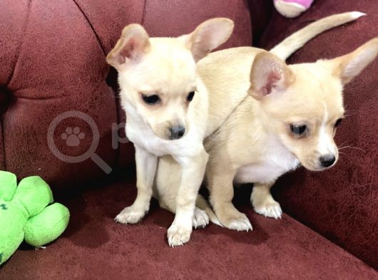 Show Kalite Dişi Tea Cup Chihuahua Yavrularımız görsel