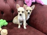 Show Kalite Dişi Tea Cup Chihuahua Yavrularımız