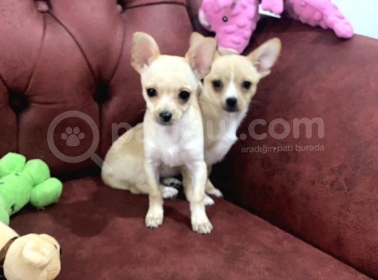Show Kalite Dişi Tea Cup Chihuahua Yavrularımız görsel