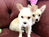 Show Kalite Dişi Tea Cup Chihuahua Yavrularımız