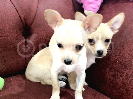 Show Kalite Dişi Tea Cup Chihuahua Yavrularımız görsel