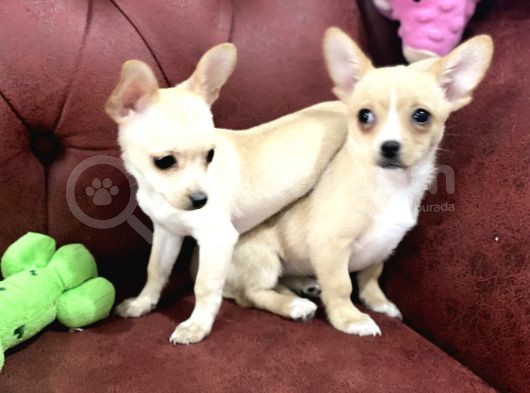 Show Kalite Dişi Tea Cup Chihuahua Yavrularımız görsel