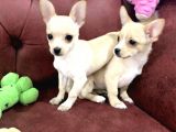 Show kalite dişi tea cup chihuahua yavrularımız