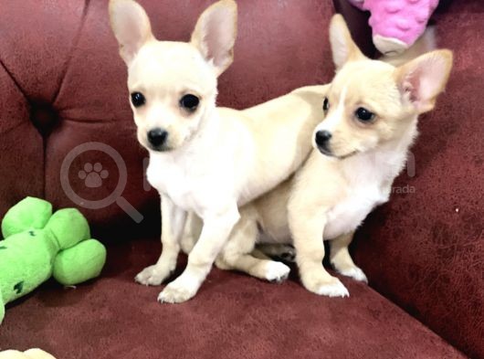 Show Kalite Dişi Tea Cup Chihuahua Yavrularımız