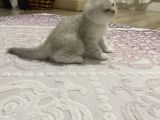 Silver Yavru