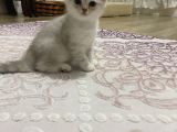 Silver Yavru