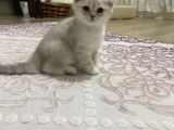 Silver Yavru