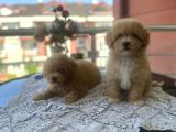 Kurabi̇ye Bunlar