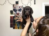 Irk ve sağlık garantili labrador yavrularım