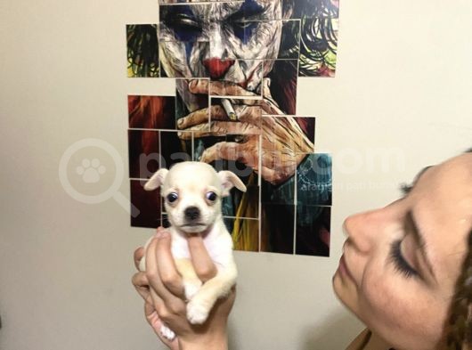 Cep Boy Harika Chihuahua Yavrularım görsel