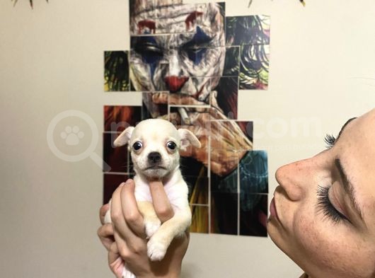 Cep Boy Harika Chihuahua Yavrularım