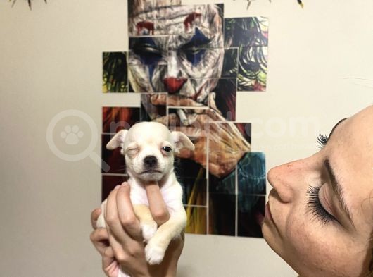 Cep Boy Harika Chihuahua Yavrularım görsel