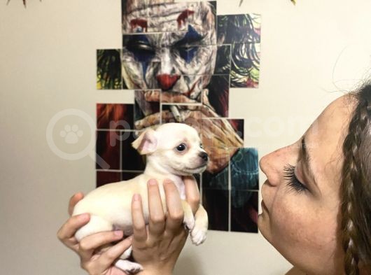 Cep Boy Harika Chihuahua Yavrularım görsel