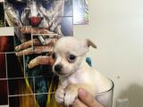 Cep Boy Harika Chihuahua Yavrularım