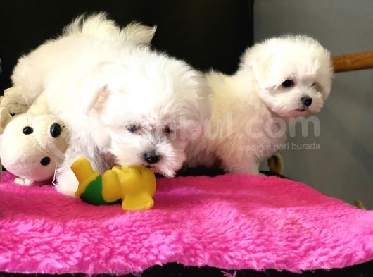 Show Kalite Mini Maltese Terrier Yavrularımız görsel