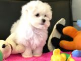 Show Kalite Mini Maltese Terrier Yavrularımız