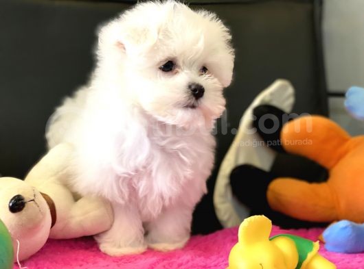Show Kalite Mini Maltese Terrier Yavrularımız görsel