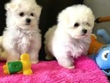 Show kalite mini maltese terrier yavrularımız