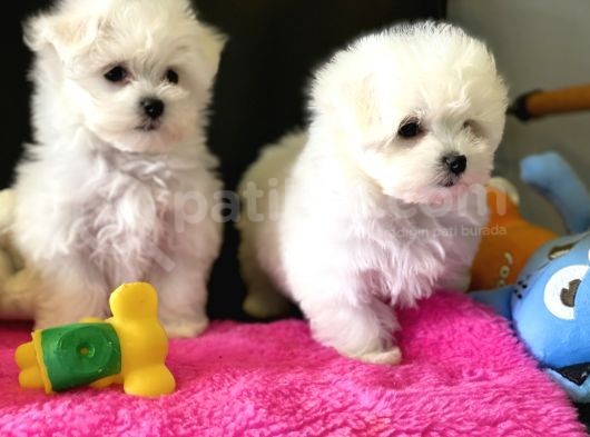 Show Kalite Mini Maltese Terrier Yavrularımız