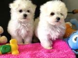 Show Kalite Mini Maltese Terrier Yavrularımız