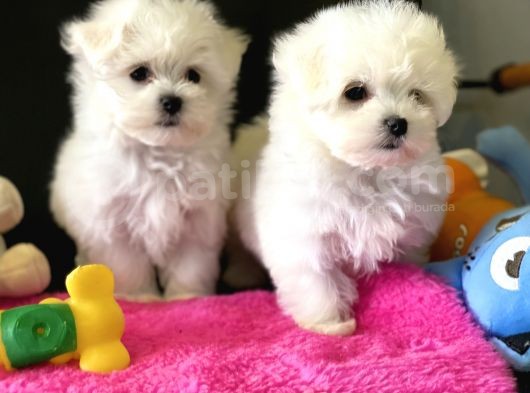 Show Kalite Mini Maltese Terrier Yavrularımız görsel