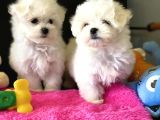 Show Kalite Mini Maltese Terrier Yavrularımız