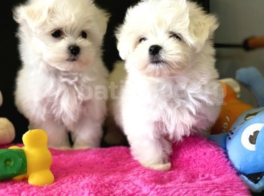 Show Kalite Mini Maltese Terrier Yavrularımız görsel