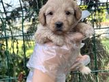 Irk ve Sağlık Garantili Maltipoo yavrular