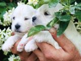 Safkan Maltese Terrier Yavrularım
