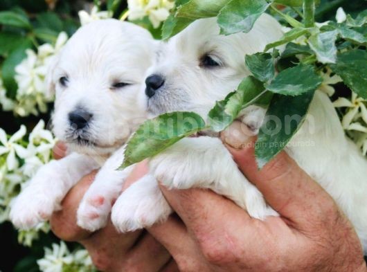 Safkan Maltese Terrier Yavrularım görsel