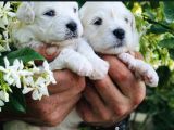 Safkan Maltese Terrier Yavrularım
