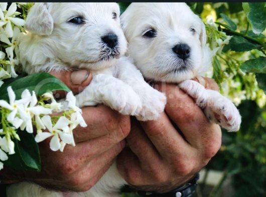 Safkan Maltese Terrier Yavrularım görsel