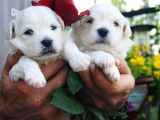 Safkan maltese terrier yavrularım