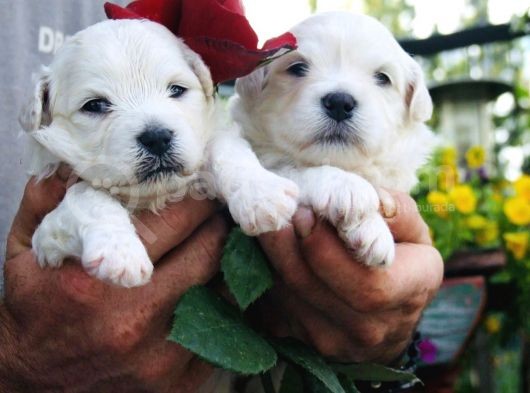 Safkan Maltese Terrier Yavrularım