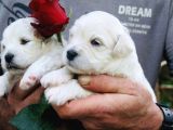 Safkan Maltese Terrier Yavrularım