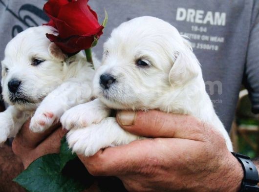 Safkan Maltese Terrier Yavrularım görsel