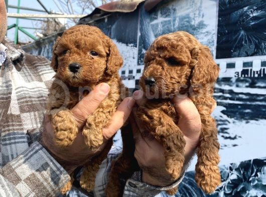 Safkan Toy Poodle Yavrularım görsel