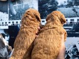 Safkan Toy Poodle Yavrularım