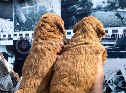 Safkan Toy Poodle Yavrularım görsel