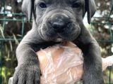 Irk Garantili Cane Corso Yavrular