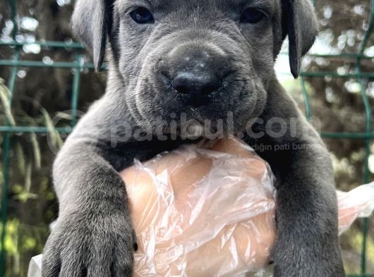 Irk Garantili Cane Corso Yavrular görsel