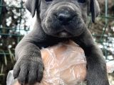 Irk Garantili Cane Corso Yavrular